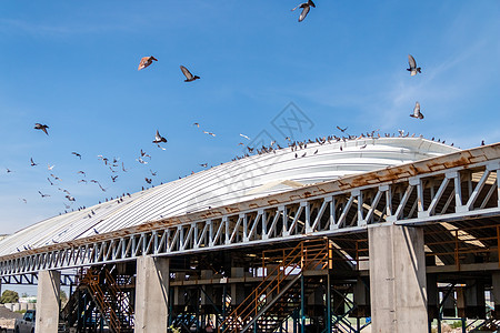 海鸥 白金属屋顶上的鸽子 回收厂 波多德佐奇亚卡饲料乐队水鸟环境涉水白鸟热带飞行栖息地动物图片