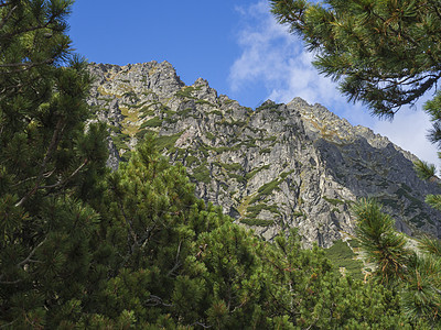 松树构成的美丽尖锐的山峰 高塔特拉山 斯洛伐克 夏末阳光明媚的日子 蓝天背景图片