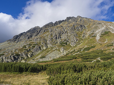 美丽的尖尖山峰有松树 斯洛伐克塔特拉斯高山 夏末阳光明日 蓝天空背景云杉山脉踪迹天空公园高山闲暇顶峰农村小路图片