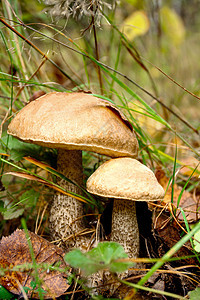 森林中大型野生牛肉蘑菇菌类烹饪荒野饮食孢子美食木头季节生长食物图片