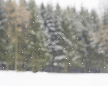 模糊的冬季松树 预留下雪的背景降雪b图片
