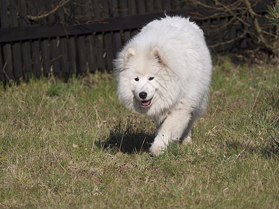 白毛大衣和舌头露出来在绿草园上行走的年轻Samoyed狗 可爱的俄罗斯快乐比耶基尔狗是一大群大型牧狗萨摩耶头发婴儿栅栏微笑冒充小图片