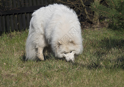 年轻的萨摩耶犬穿着白色蓬松的外套 在绿草花园里挖掘和嗅探 可爱快乐的俄罗斯 Bjelkier 狗是一种大型牧羊犬宠物冒充大衣毛皮图片