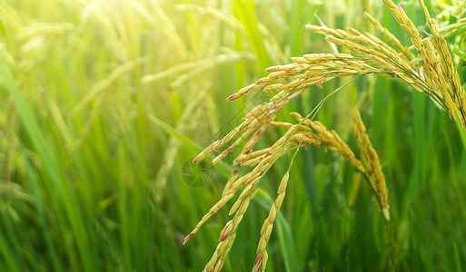 Phitsanulok省黄稻和绿稻田农业生长收成栽培土地粮食叶子植物太阳季节环境图片