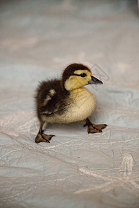 蓝色背景的鸭子阿纳斯 fulvigula小鸭宠物农场婴儿斑点动物图片