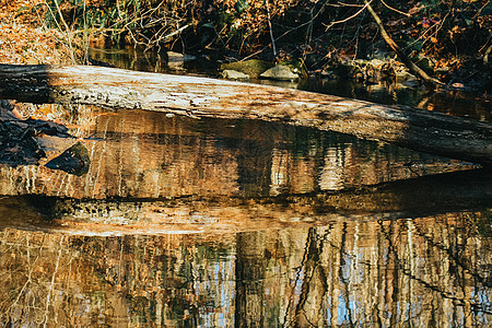 一棵倒塌的树在河上 埋藏着它自己的反射图片