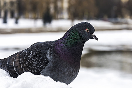 蓝翼鸽子在模糊背景上贴近图片素材