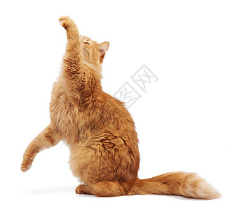 成年青毛红猫坐着抬起前爪 阿弥陀佛头发毛皮哺乳动物白色胡须黄色猫咪眼睛猫科工作室图片
