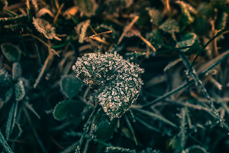 近距离接近一个小霜霜覆盖的叶子冰川蓝色自然草地冻结雪花降雪生活寒意天气图片