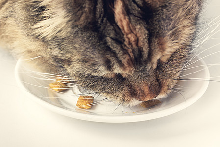 闭口吃猫小猫猫咪盘子宠物营养食物毛皮动物晶须猫科图片