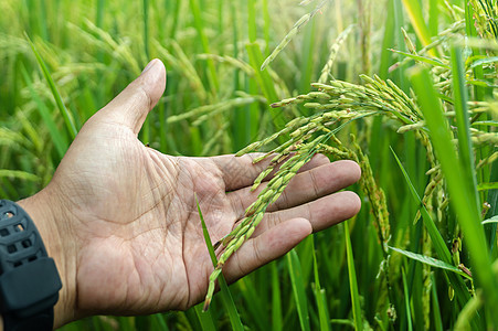 黄稻和绿稻田地农业稻田食物太阳粮食季节农民场地栽培环境生长图片