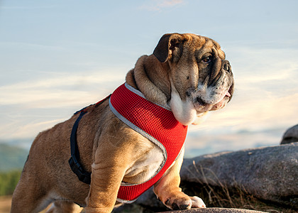 红色的英国红牛头犬在红帆上散步 仰望天空哺乳动物运动牛犬宠物伴侣斗牛犬动物友谊犬类修饰图片