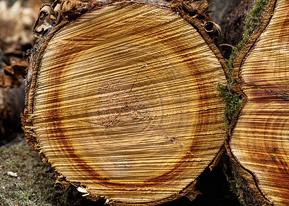 林木中的树干棕色树桩戒指日志木材材料圆圈木板白色图片