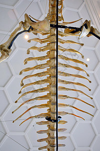 大化化的死鳄鱼骨头展示爬虫自然尺寸历史博物馆国家意义教育身体学习图片