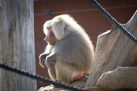 一只大雄性哈马德里亚斯 熊宝宝在阳光下放松地幔棕色头发狒狒红色白色毛皮男性鬃毛休息图片