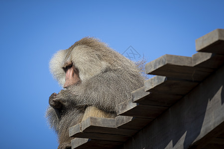 一只大雄性哈马德里亚斯 熊宝宝在阳光下放松毛皮狒狒红色头发野生动物白色鬃毛鼻子棕色男性图片