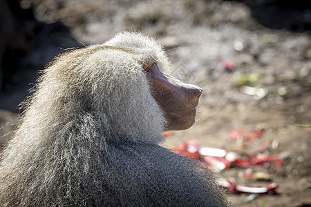 一只大雄性哈马德里亚斯 熊宝宝在阳光下放松棕色白色鬃毛野生动物休息头发地幔鼻子毛皮男性图片