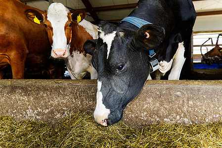 农场上的黑白奶牛 奶牛在牛棚的马厩里吃干草 奶牛场 农业 农业和畜牧业概念中的奶牛图片