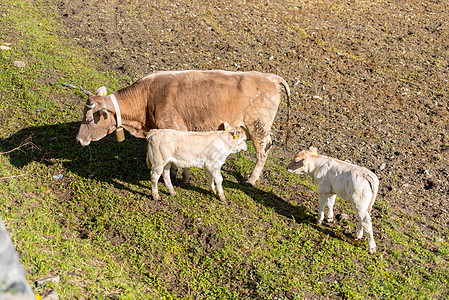 安藤 比利牛群的卡尼洛乡下 日晒中的奶牛村庄哺乳动物扎营旅行山脉城市闲暇太阳季节天空图片