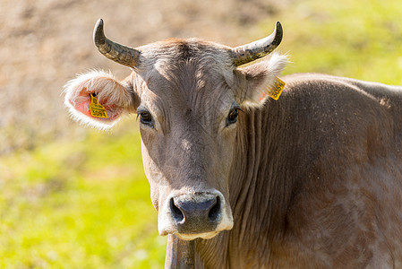 安藤 比利牛群的卡尼洛乡下 日晒中的奶牛村庄太阳场景季节哺乳动物牛场运动旅游旅行爬坡图片