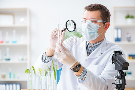 在植物实验室工作的男性生物化学家发芽技术学生化学品生长显微镜树苗药理叶子烧杯图片