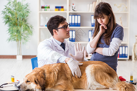 医生和助理医生在兽医室检查金色的猎犬讨论访问疾病卫生关爱专家助手宠物医院男人图片