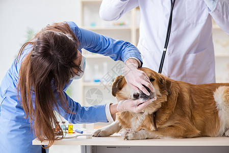 医生和助理医生在兽医室检查金色的猎犬宠物药品诊断诊所疫苗访问助手病人男人专家图片