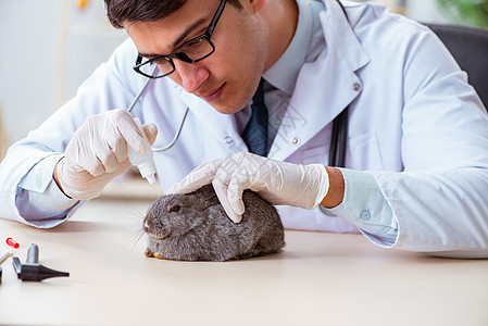 在其诊所检查兔子的韦特医生疾病动物病人药物哺乳动物治疗兽医实验室桌子职业图片