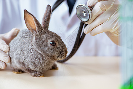 在其诊所检查兔子的韦特医生兽医宠物病人专家从业者药物男人治疗桌子脉冲图片