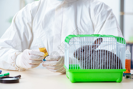 科学家对动物兔子进行试验微生物学实验室治疗宠物检查男人器皿化学品药店测试图片