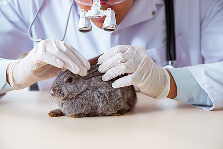 在其诊所检查兔子的韦特医生病人治疗动物桌子药物兽医考试诊断宠物保健图片