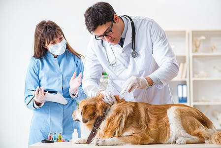 医生和助理医生在兽医室检查金色的猎犬动物金子访问小狗写作考试咨询诊所宠物疾病图片