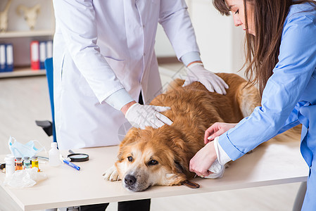 医生和助理医生在兽医室检查金色的猎犬关爱药品动物病人治疗外科兽医小狗咨询男人图片