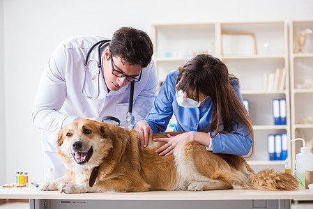 医生和助理医生在兽医室检查金色的猎犬病人蜱虫小狗诊断疾病咨询访问放大镜助手宠物图片