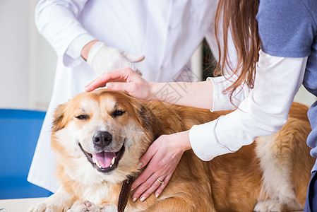 医生在兽医诊所检查金色采集犬小狗疫苗职业外科实验室猎犬药物专家病人金子图片