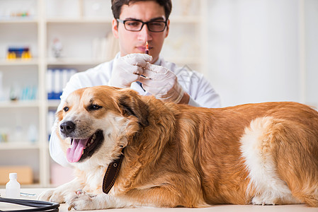医生在兽医诊所检查金色采集犬病人治疗考试动物疫苗宠物从业者金子药品小狗图片