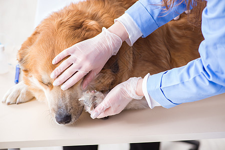 医生和助理医生在兽医室检查金色的猎犬金子男人医院伤口病人动物咨询诊所考试小狗图片