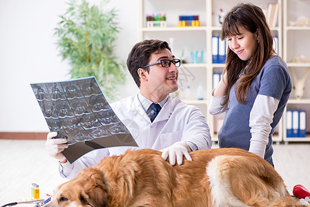 医生和助理医生在兽医室检查金色的猎犬兽医犬类断层关爱考试核磁共振动物男人诊所医院图片