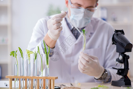 在植物实验室工作的男性生物化学家检查树苗玻璃医生生态化学品生物学叶子药店烧杯图片