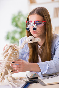 学生在课堂上检查动物骨骼药品诊断秃鹰遗迹灭绝医院实习生宠物诊所女士图片