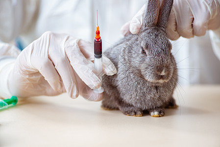 在其诊所检查兔子的韦特医生男人从业者疾病病人疫苗药品保健野兔桌子兽医图片