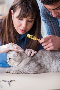 兽医诊所正在检查的猫助手男性女士考试办公室专家医院动物猫咪疾病图片