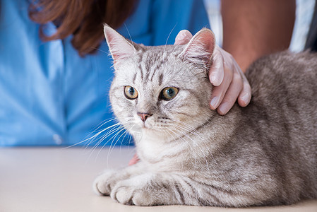 兽医诊所正在检查的猫男性医生考试猫咪从业者专家疾病助手小猫治疗图片