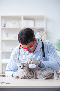 医院内检查病猫的蔬菜助手从业者诊所考试男人宠物治疗小猫实验室男性图片