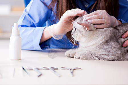 兽医诊所正在检查的猫药品护士考试医院职业猫咪从业者动物疾病小猫图片