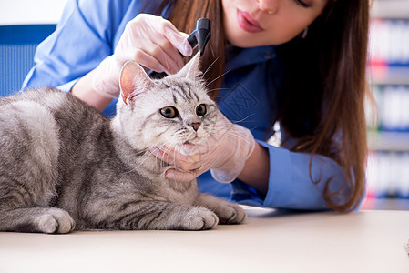 兽医诊所正在检查的猫女士专家动物助手疾病医院猫咪男性小猫职业图片