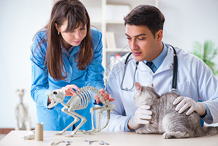 兽医诊所正在检查的猫小猫从业者宠物护士考试助手女士治疗疾病办公室图片