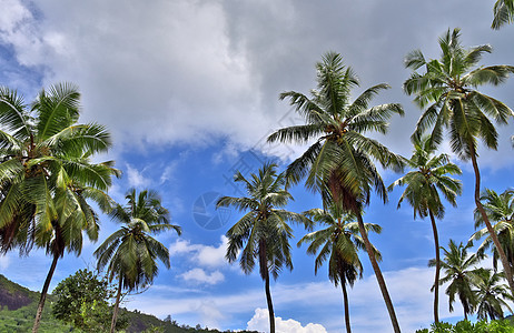 热带天堂伊兰岛海滩上美丽的棕榈树棕榈叶子蓝色海洋海浪蓝天晴天树木树叶情调图片