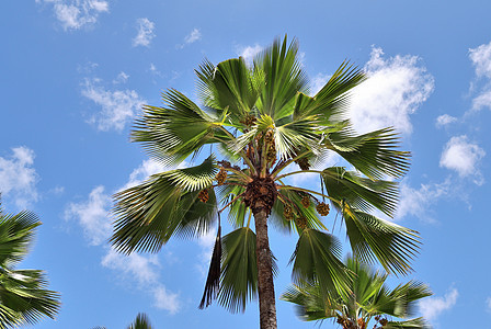 热带天堂伊兰岛海滩上美丽的棕榈树旅行太阳天空植物假期蓝色情调晴天海洋叶子图片