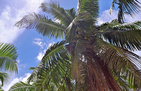 热带天堂伊兰岛海滩上美丽的棕榈树蓝天情调假期天空棕榈树叶植物叶子旅行太阳图片